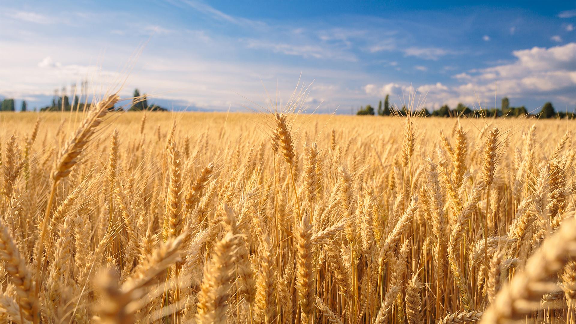 Gyorsult az agrártámogatások kifizetése 2025-ben