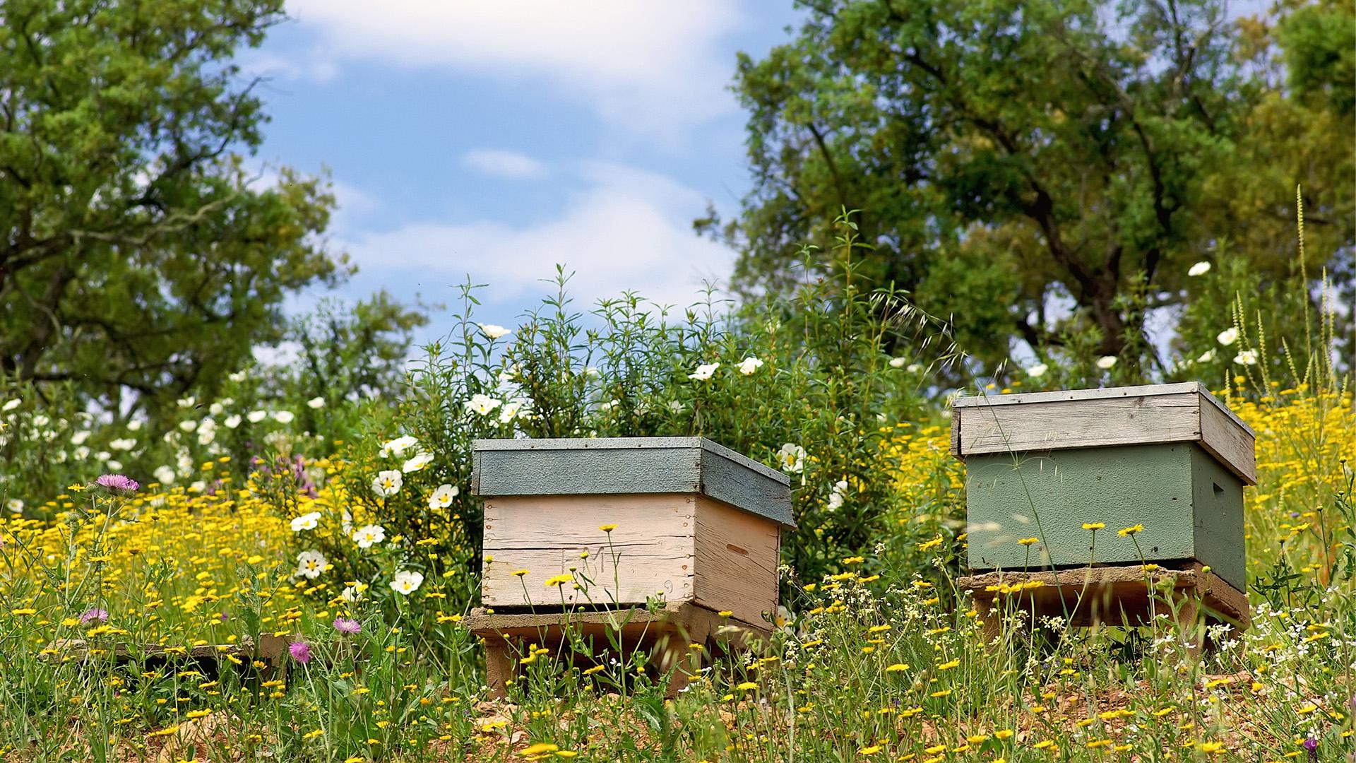 Holczinger Honey – Természetes méz Mórról