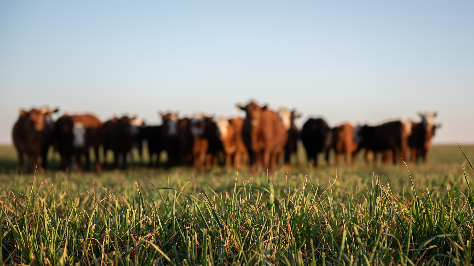 KÁN Egyetemi Napok 2025: agrárinnováció és hagyomány