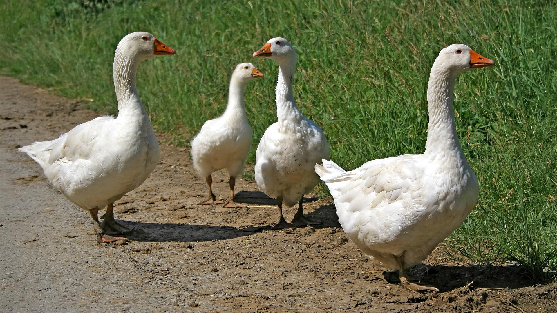 Szent Márton-nap Ópusztaszeren