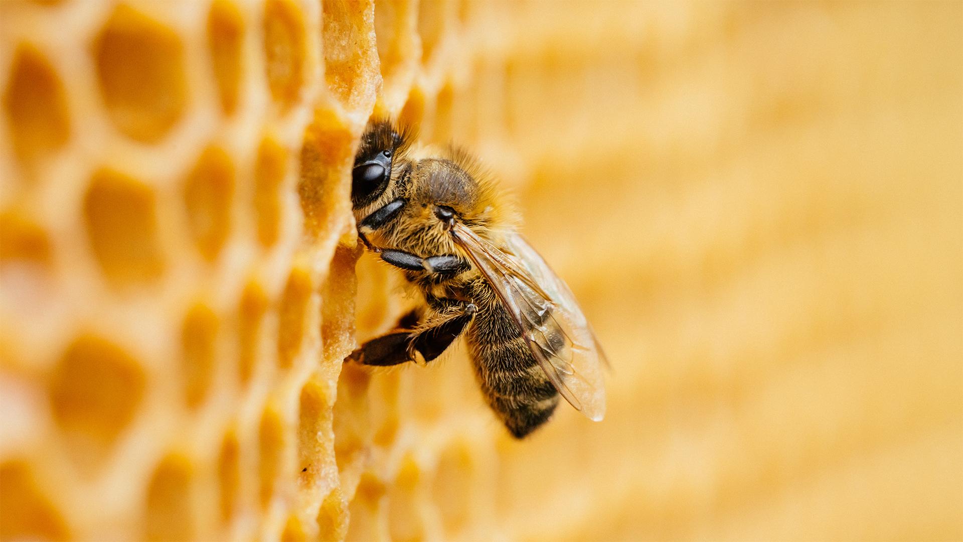 Bioméhészet fiatal gazdától uniós támogatással
