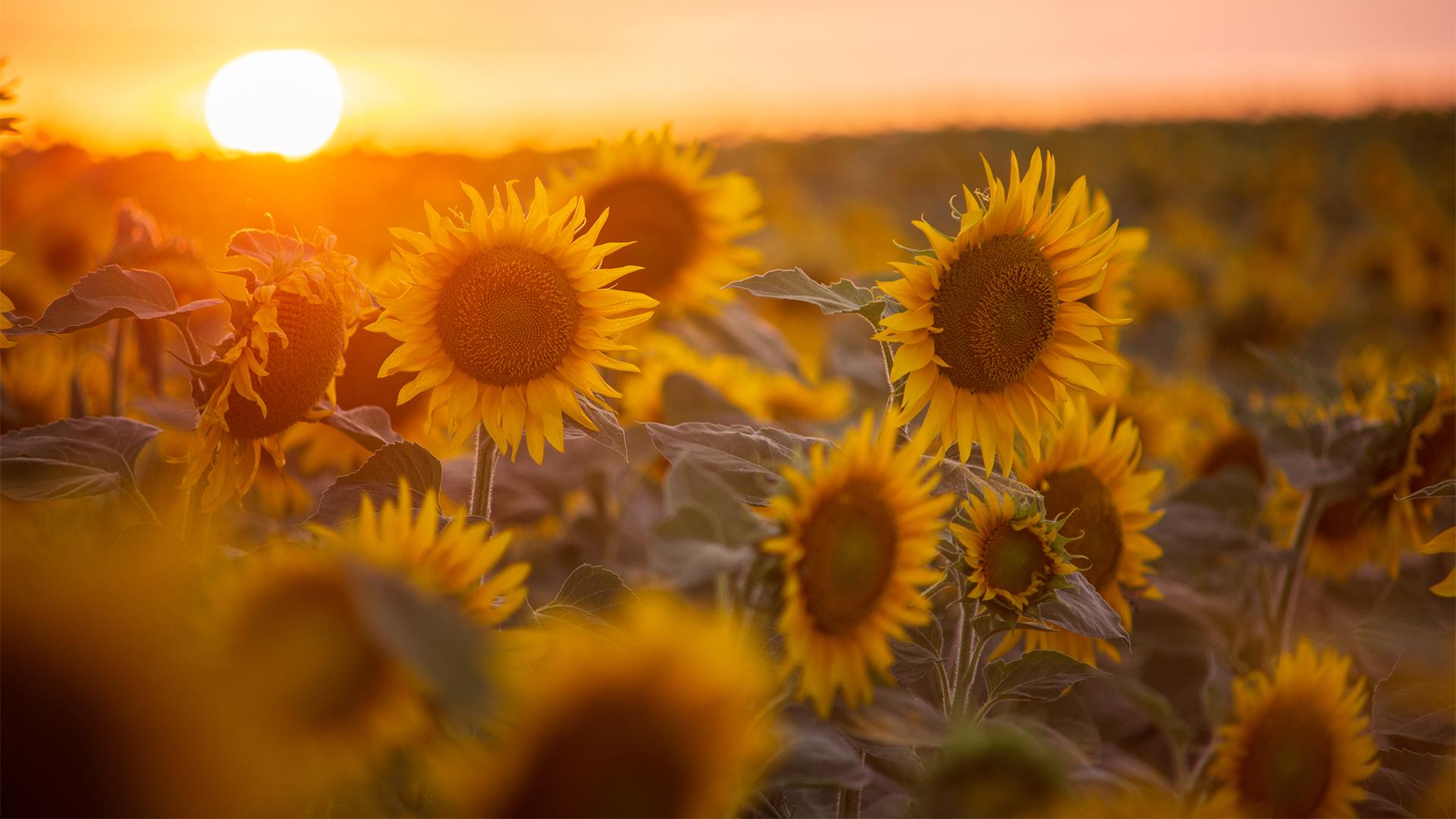 Fókuszban az agrárgeneráció-váltás támogatása