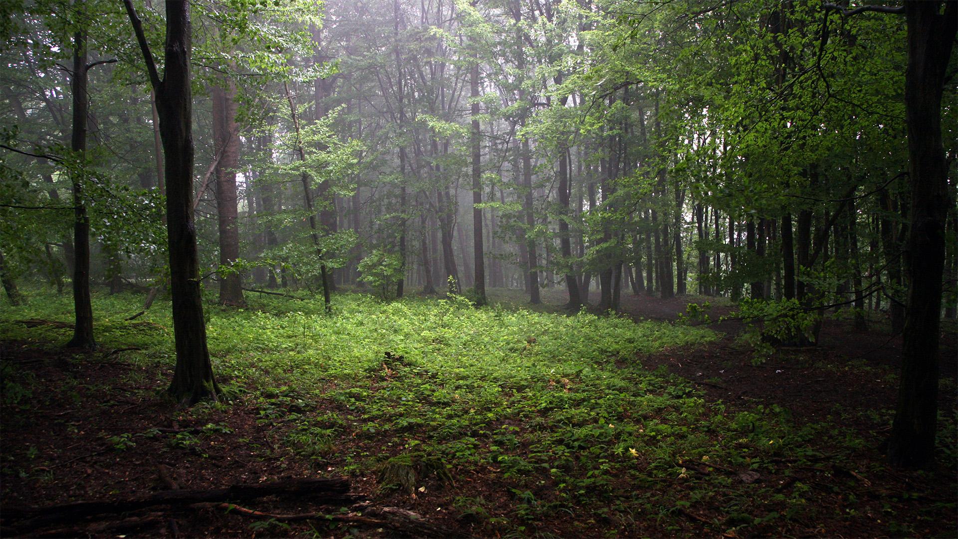 KAP: 29,2 milliárd erdőgazdálkodásra