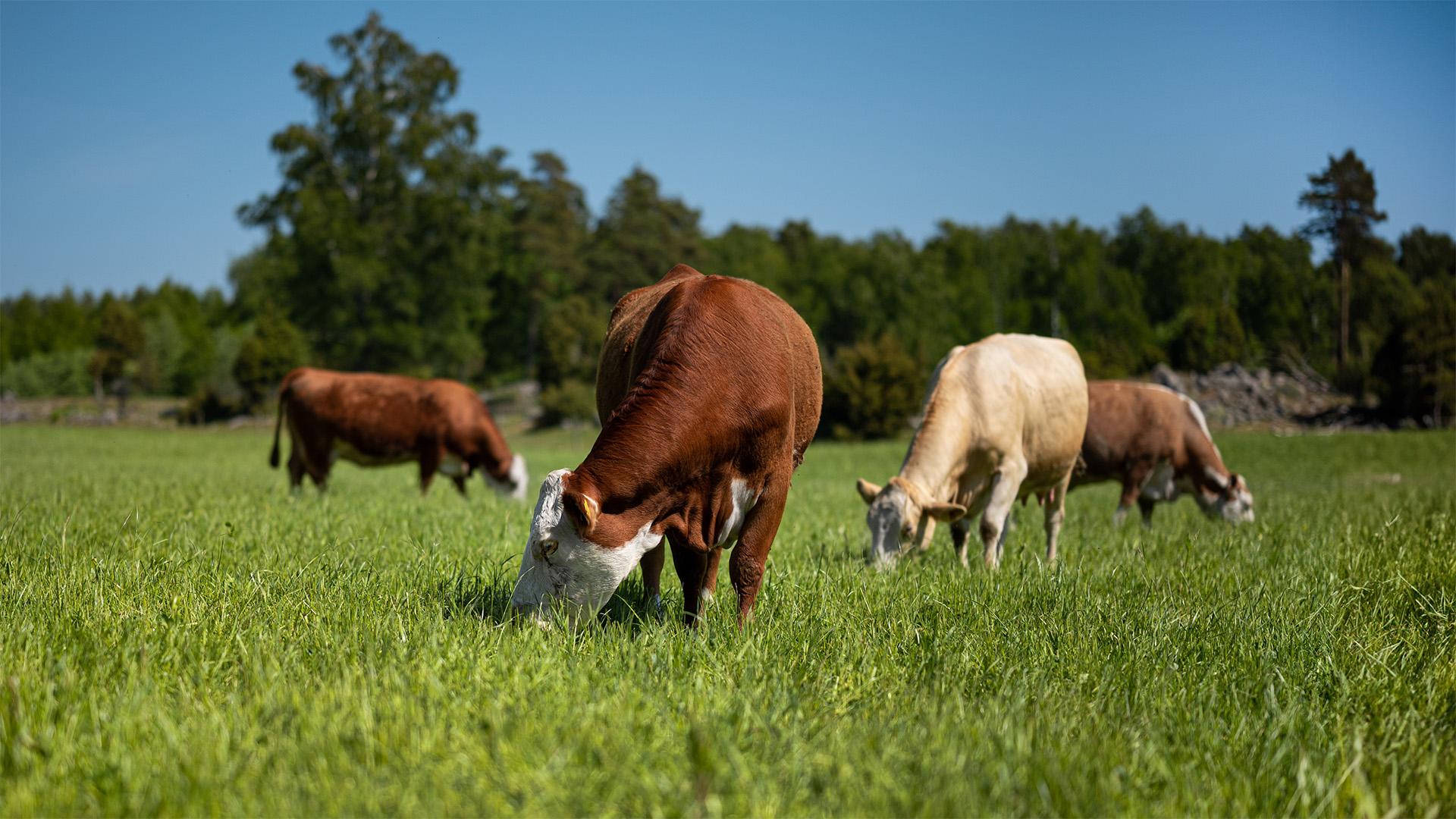 Szénától a sajtig, egy élményfarm működése