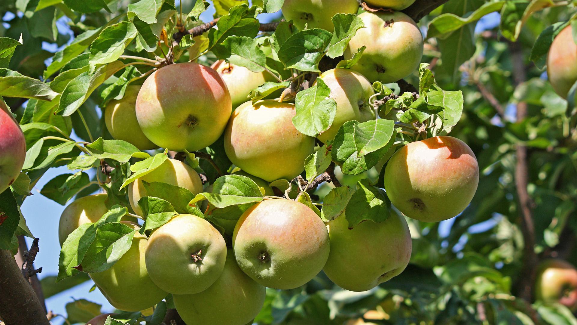 Termőföldtől az asztalig – agroturisztikai élmények Pomázon