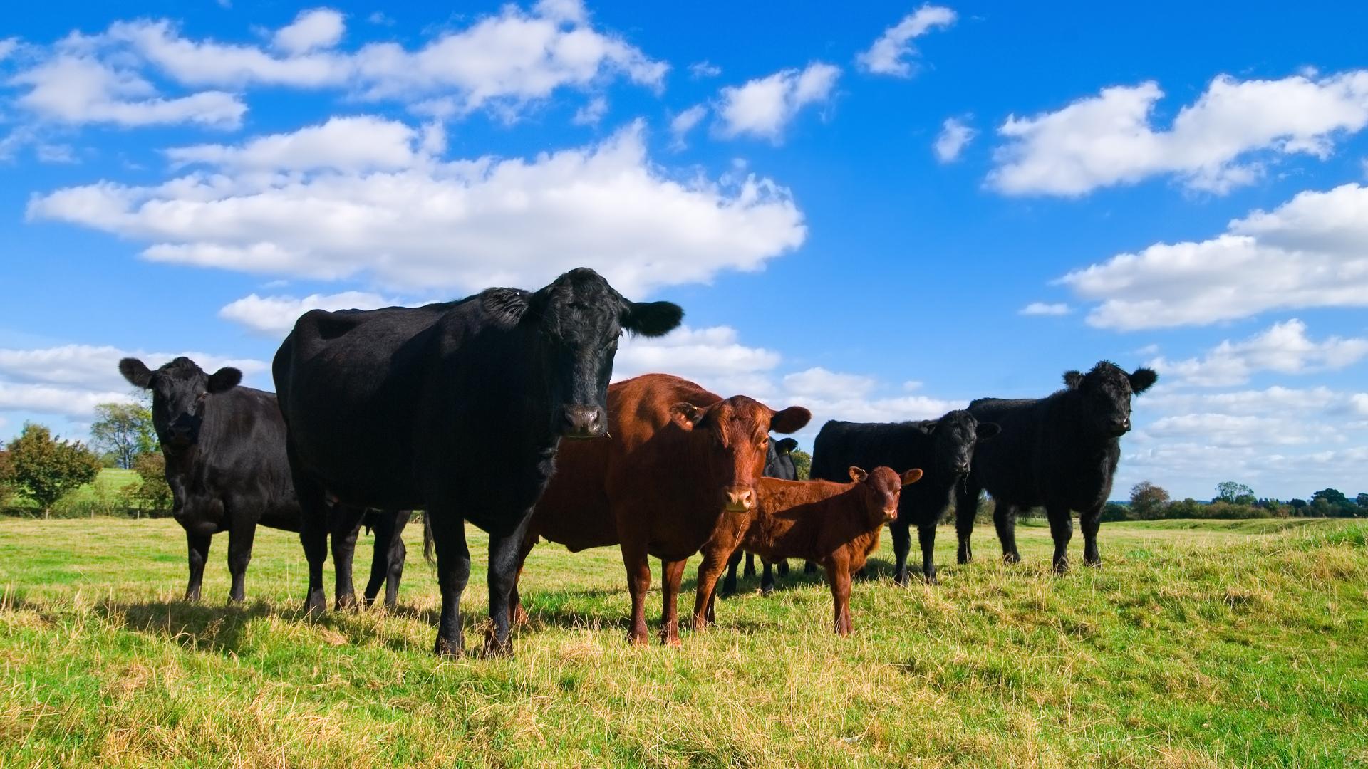 Prémium angus a Hortobágyon