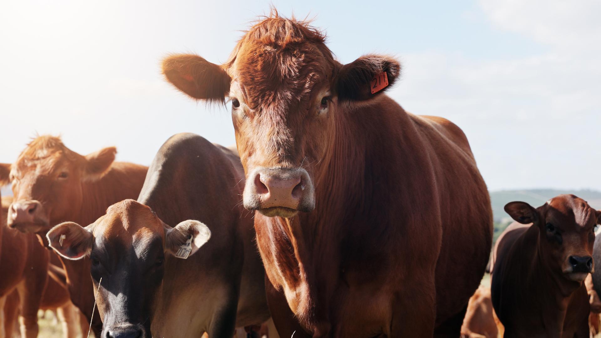 Újabb agrártámogatások érkeznek a gazdálkodókhoz
