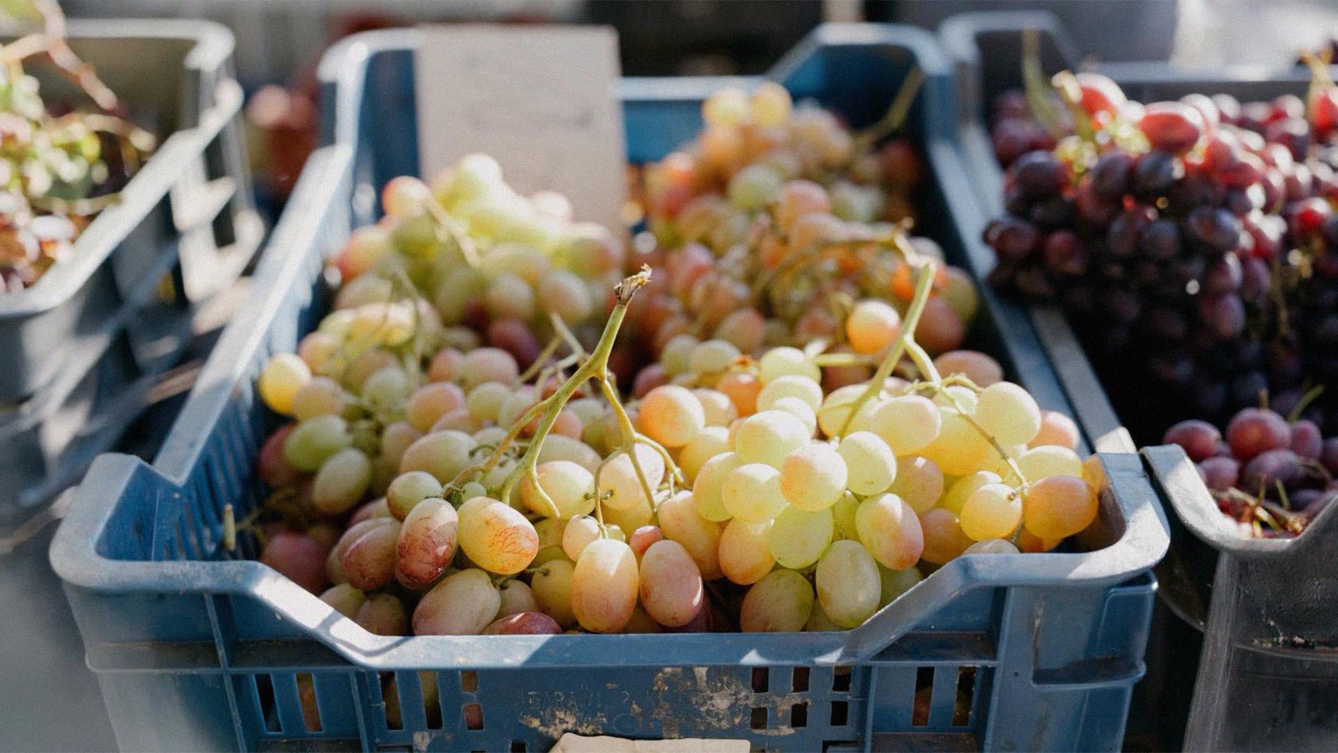 Szőlőtermelő kapta a hónap elismerését szeptemberben